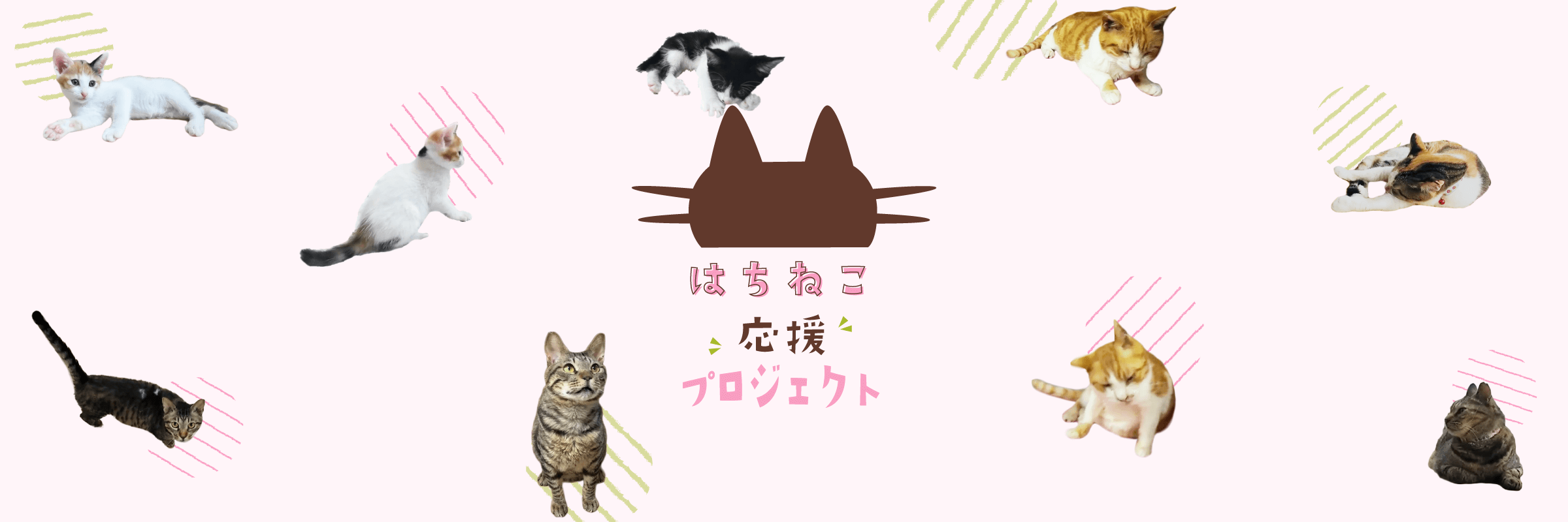 はちねこ応援プロジェクト